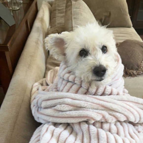 Meet your Posher, Neomenight - Picture 1 of 1